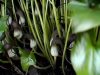 Show product details for Arisarum proboscideum